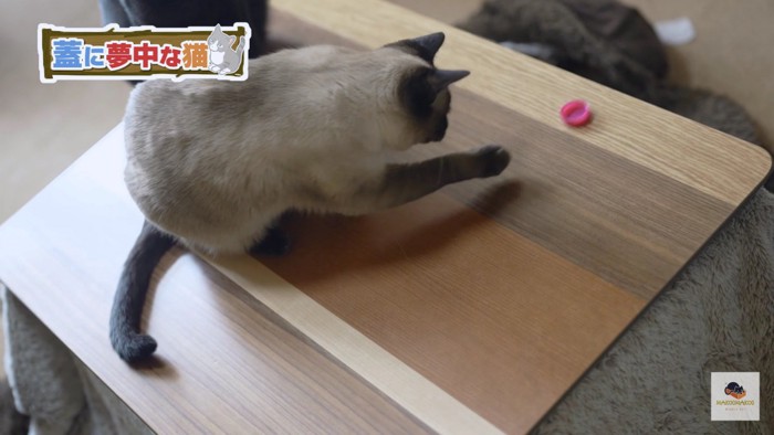 蓋を投げるシャム猫