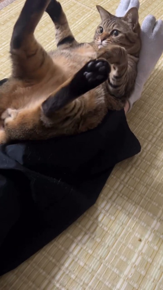 仰向けの猫
