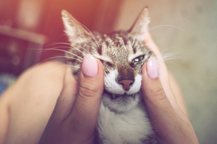 猫の顔で遊ぶ人