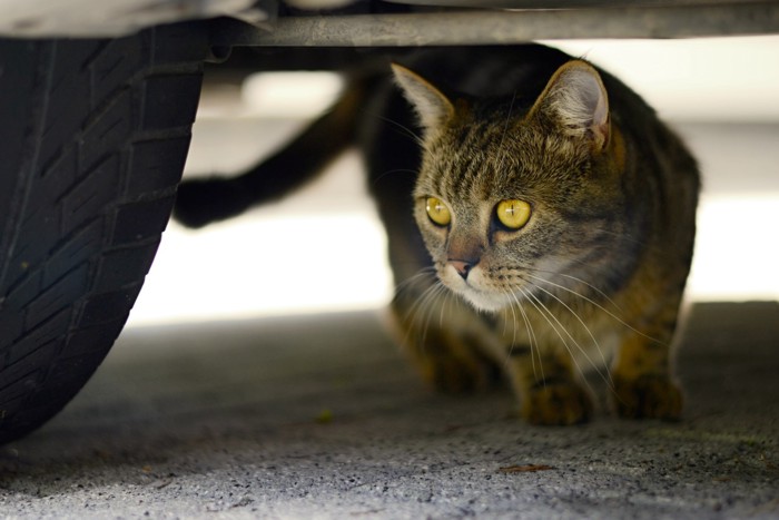 車体の下に潜り込んでいる猫