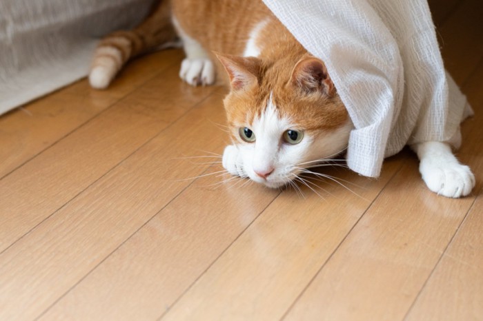 何かに興味を示している猫