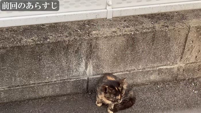 駐車場にいる子猫
