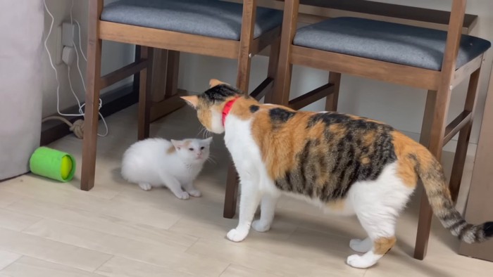 子猫と三毛猫