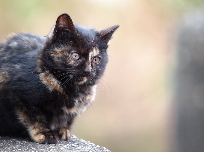 遠くを見つめるサビの子猫