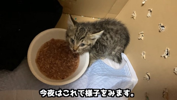 顔を上げる子猫