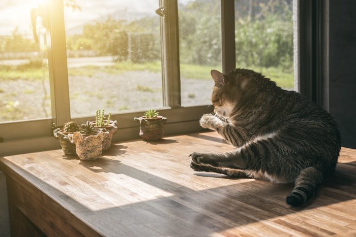 テーブルの上で毛づくろいする猫