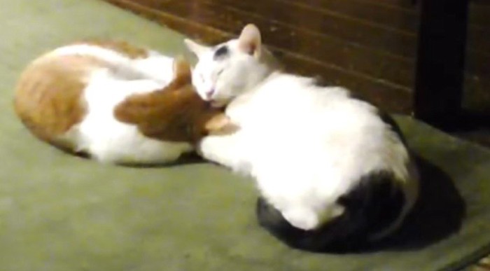 くっつく猫二匹(アップ)