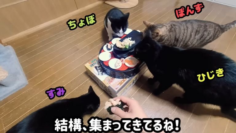 集まり始めた猫ちゃん達