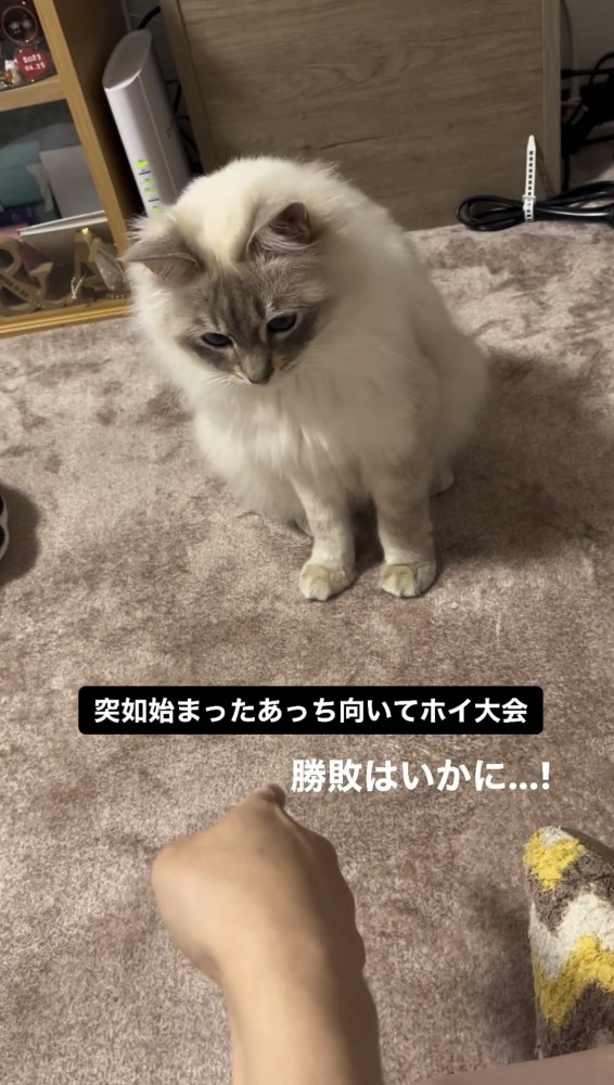 飼い主の指を見る猫