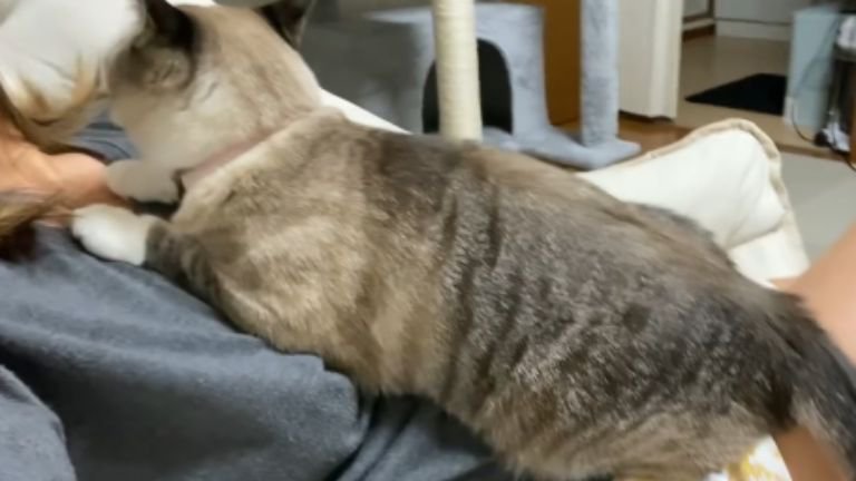 女性に乗る猫