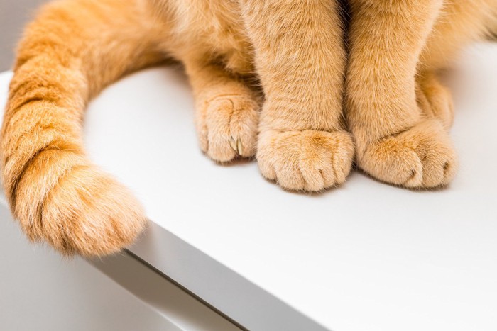 しっぽのアップ