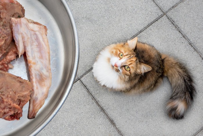 生の鶏肉を見上げる猫