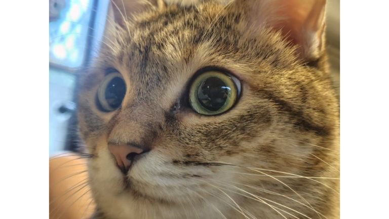 猫の顔