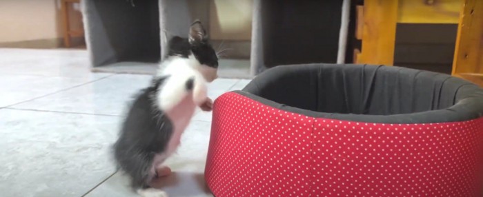 逃げ去る子猫%%逃走
