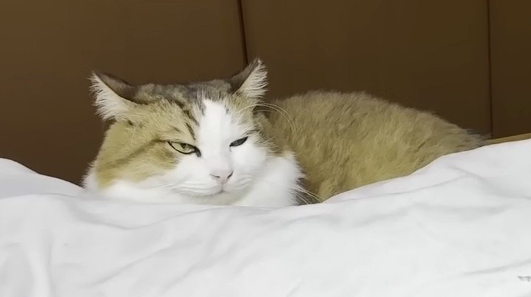 アップの秀吉くん