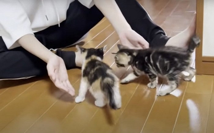 2匹の子猫の前に両手を差し出す人