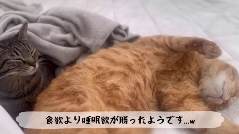 寝ている猫たち