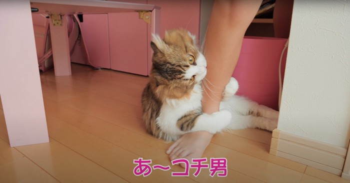 子供の足に噛み付く猫