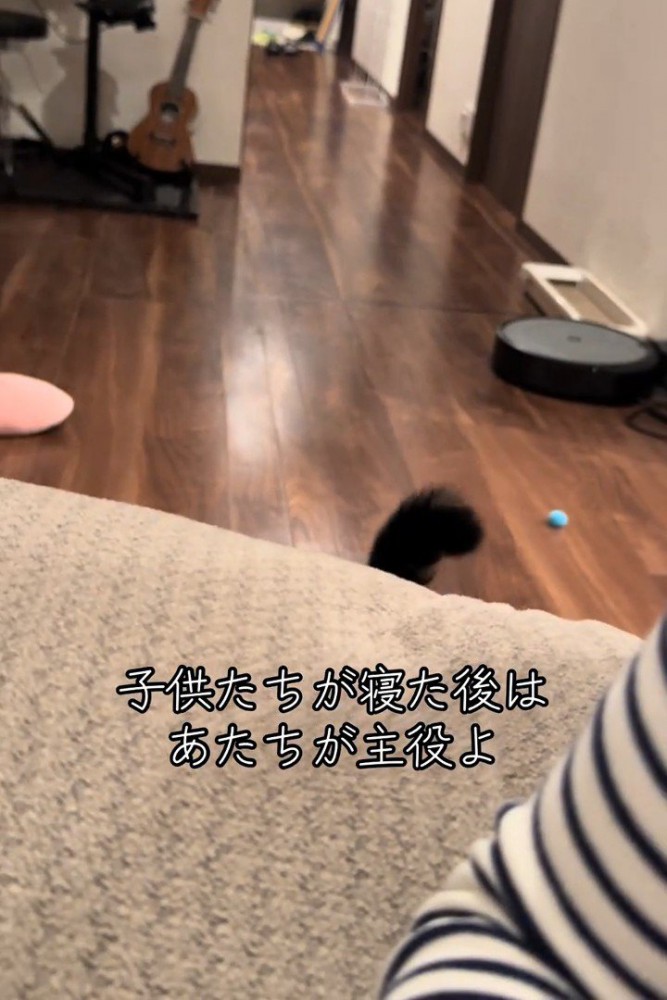 猫のしっぽ