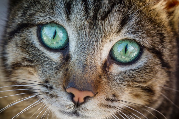 見つめ合っている2匹の猫