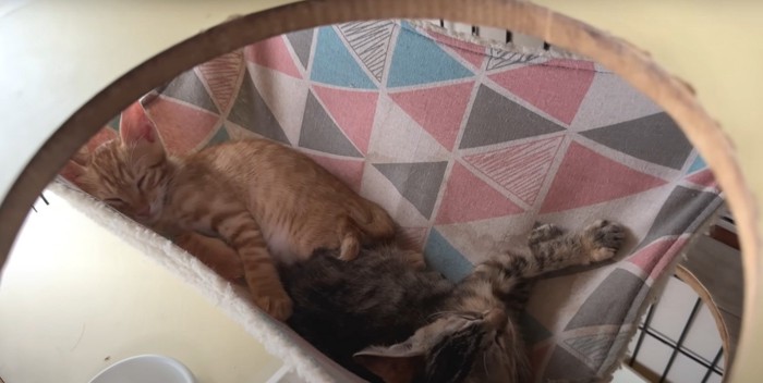 寝ている猫2匹