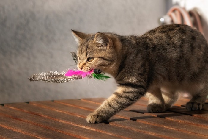 戦利品を咥えて歩く猫