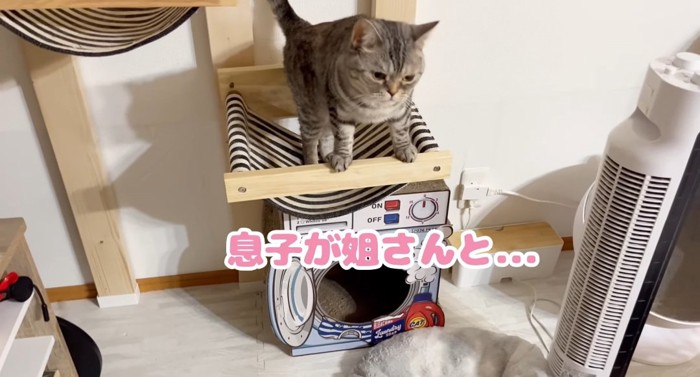 タワーの上の猫