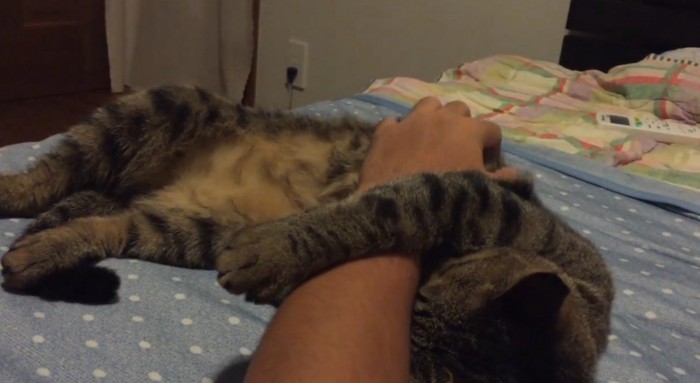 腕につかまる猫