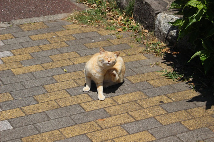 首をかく猫