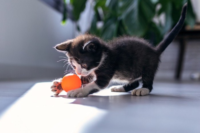 おもちゃで遊ぶ子猫