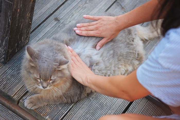 猫の毛の中を確認する女性