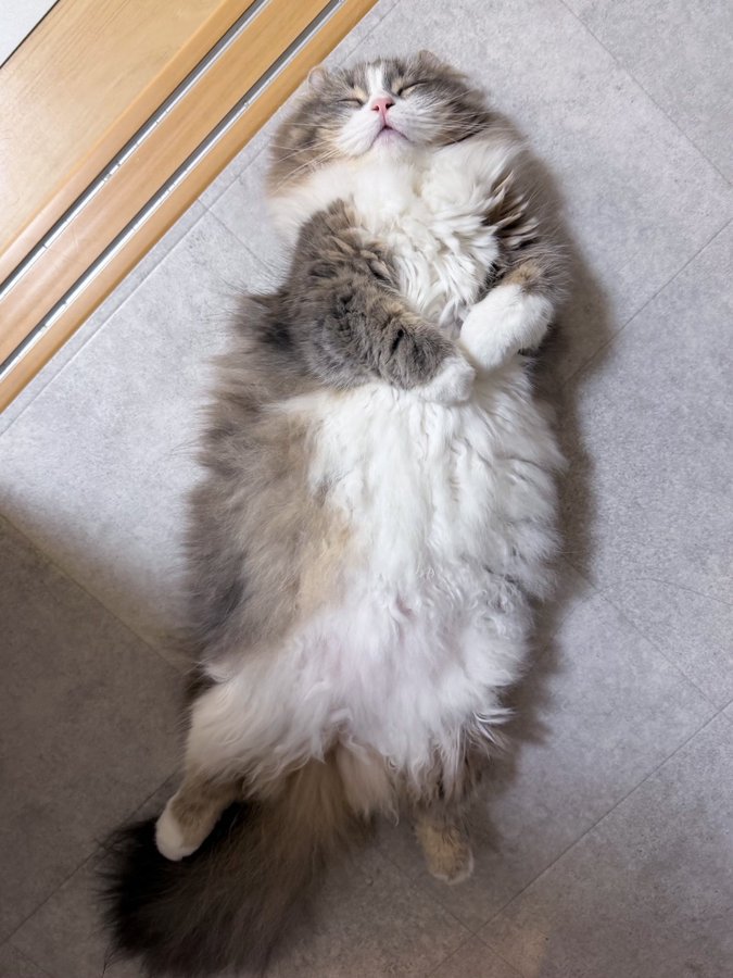 仰向けになって転がるキンカロー種の猫