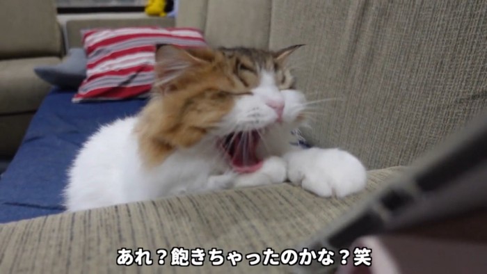 あくびをする猫