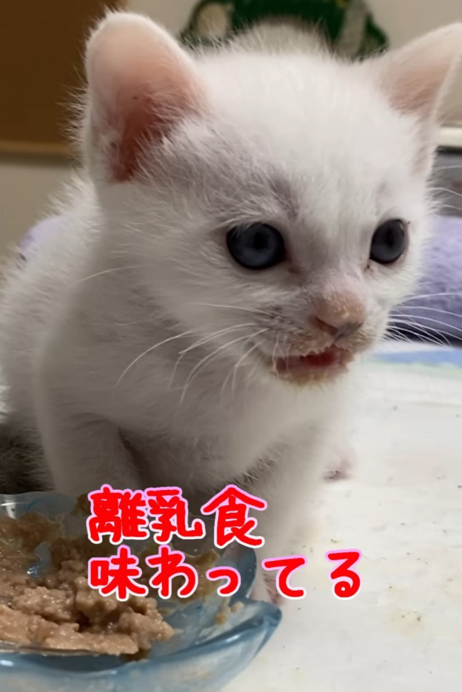 前を向いて座る子猫