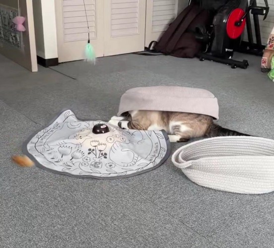 ベッドに収まる猫