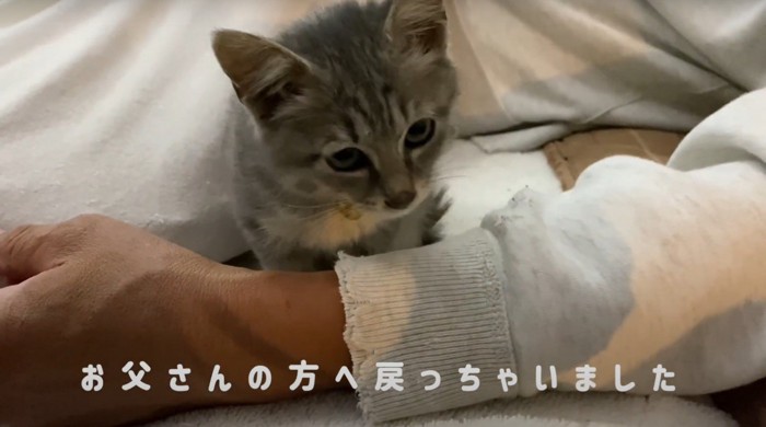 腕の中の猫