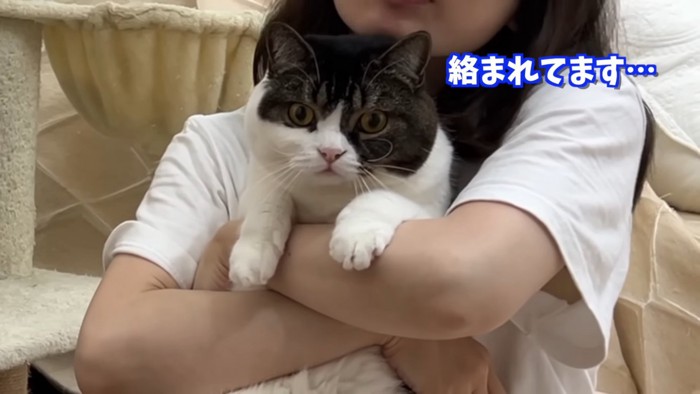 目を丸くする猫