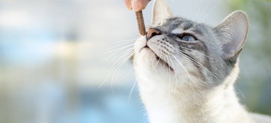 餌のにおいを嗅ぐ猫