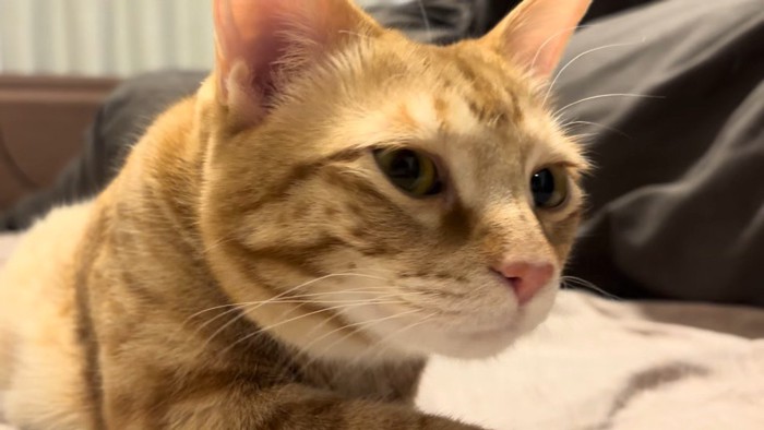 寝ぼけ顔のアップ