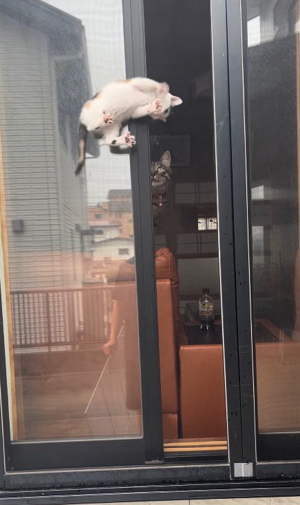 窓の隙間の子猫と見守る猫