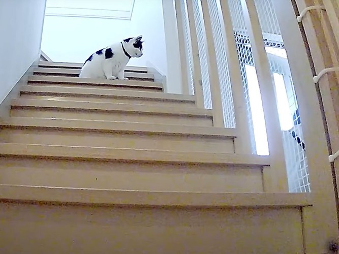 階段の猫