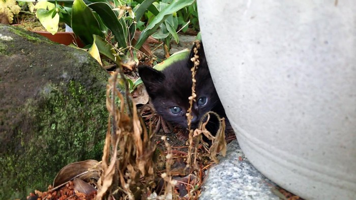 お庭を探検するロコちゃん