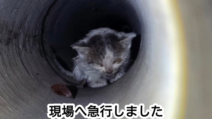 下水管の中にいる子猫