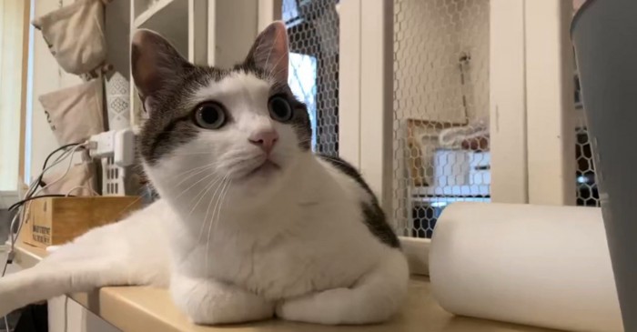 階段を見つめるリボンちゃん