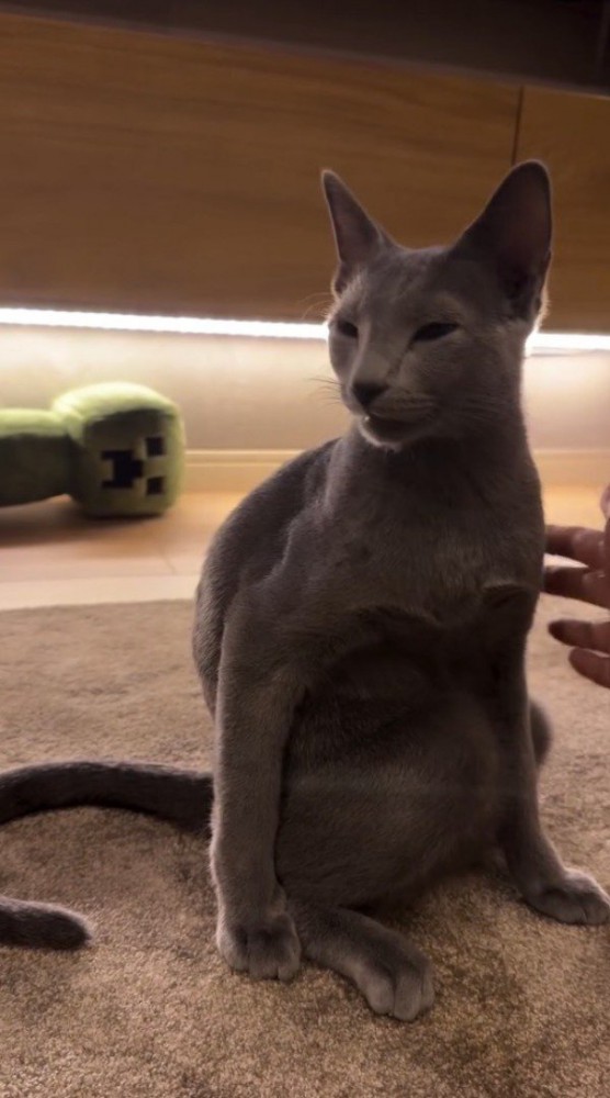 チャイムの音に驚く猫