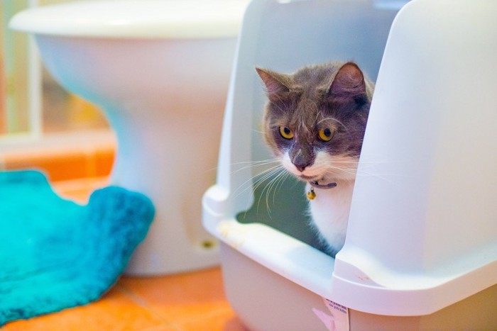 人間のトイレの横で排泄する猫