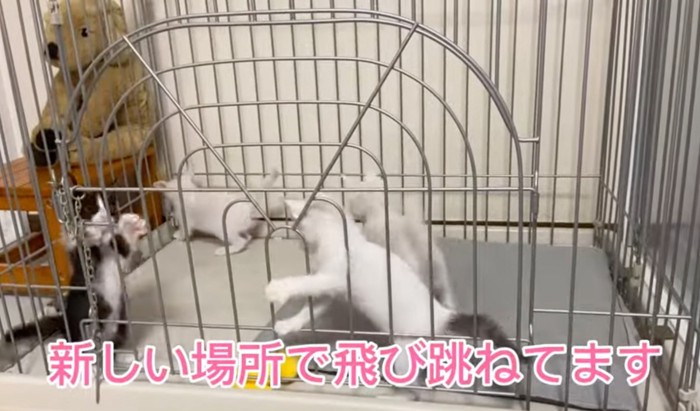 ケージの中で飛び回る猫たち