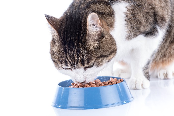 ご飯を食べる猫