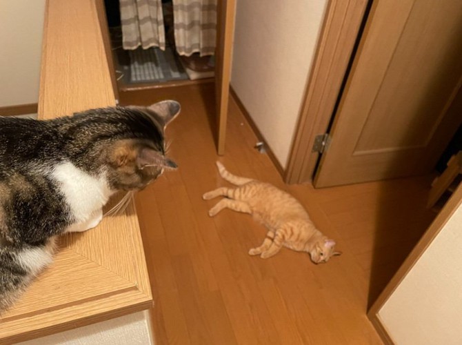 ごろごろする猫