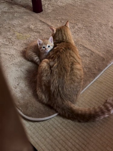 成猫とくっつく猫